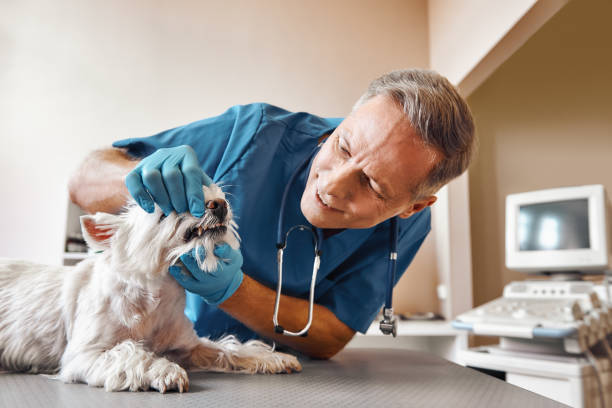 Best Emergency Dentist for Special Needs Patients in Camanche, IA